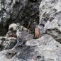 Preview: Edelstahlring Buche