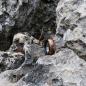 Preview: Edelstahlring Buche