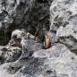 Preview: Edelstahlring Buche