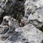 Preview: Edelstahlring Buche
